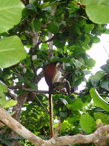 Monkeys and mangroves on Zanzibar, DSC06930b